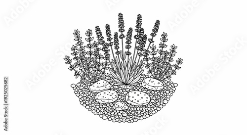 Black and white illustration of lavender and thyme plants with pebbles and stones
