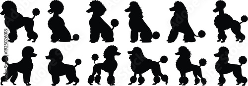 Adobe Stock Title:Set of poodle dog silhouettes in various grooming styles, standing and sitting purebred dog icons