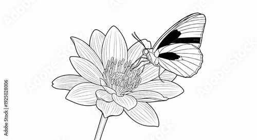 Detailed black and white illustration of a butterfly on a flower