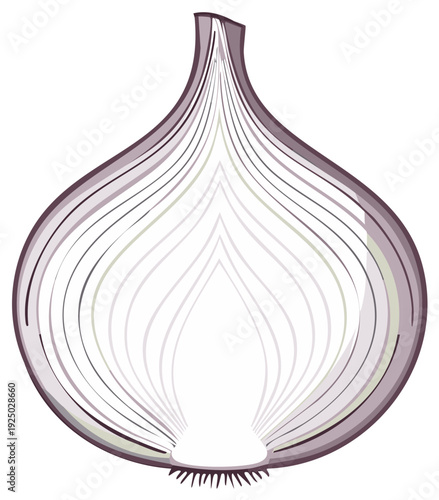 Vector graphic depicting the interior of an onion, showcasing its translucent layers and subtle gradient shading with its bulbous root.