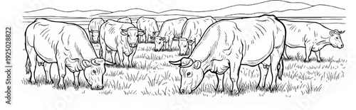 Herd of cows grazing in a field with hills in the background