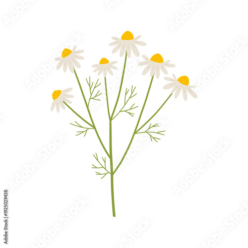 Chamomile flower clipart. Delicate daisy wildflower hand drawn vector illustration. Botanical spring summer nature element. Seasonal flat floral blossom for garden wedding or Easter.