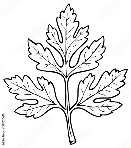 Elegant Parsley Leaf Outline for Botanical Illustration and Culinary Design