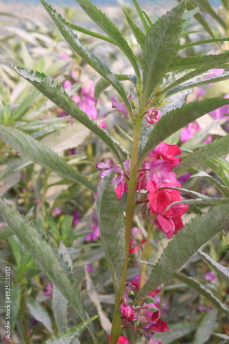 Εκτύπωση καμβά Impatiens balsamina flower plant on bag