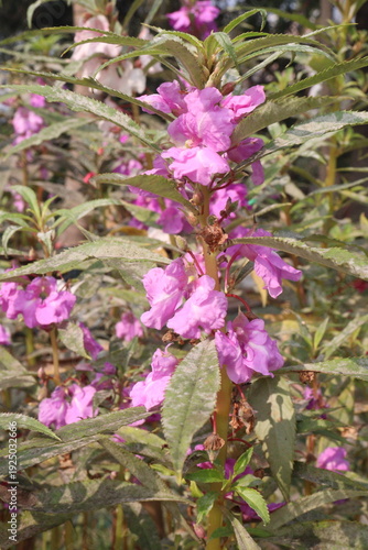 Konstfotografi Impatiens balsamina flower plant on bag