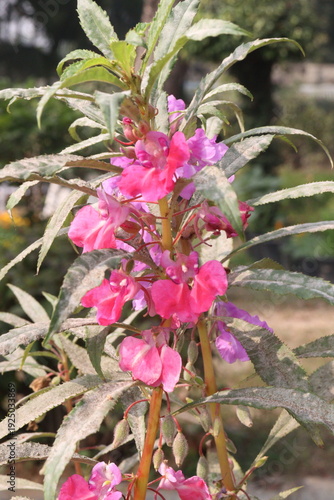 Konstfotografi Impatiens balsamina flower plant on bag