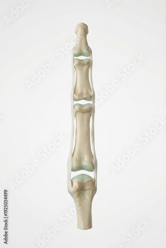 Exploded view of human finger joints showing phalanges articular cartilage and collateral ligaments realistic medical