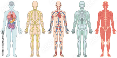 Human Body Systems: An educational display of the human body's complex systems, each color-coded for clarity and showcasing the intricate inner workings of human anatomy.