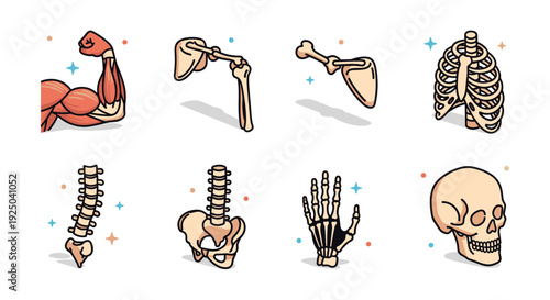 A collection of human anatomy illustrations featuring muscles, bones, and a skull in a modern flat vector style, ideal for educational purposes.