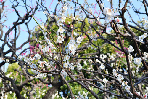 梅の花　白　ピンク