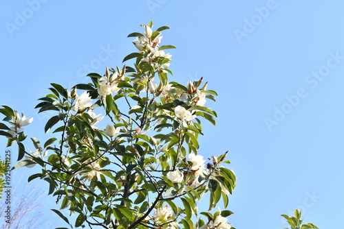 白色の花　エゴノキ