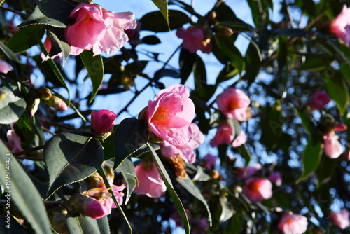 ピンク色の花　ツバキ