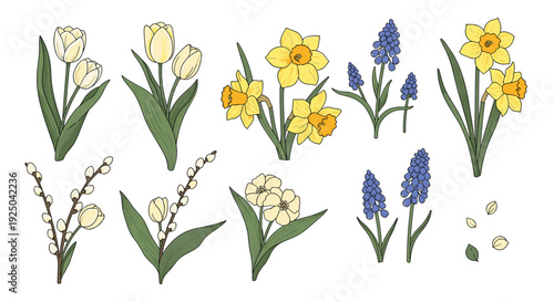 Set of hand drawn spring flowers including tulips daffodils pussy willows and hyacinths in a delicate sketch style.