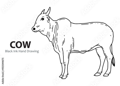 A detailed black ink hand drawing of a zebu cow standing in profile against a white background.