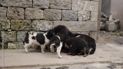 a litter of nepalese street dogs in Lukla, Nepal