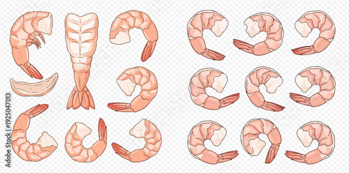 Set of fresh cooked shrimp and prawns, seafood illustration on transparent background.