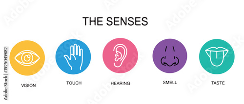The five senses icons with vision touch hearing smell taste