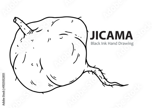 A black and white ink drawing of a jicama root vegetable with its stem and root visible.