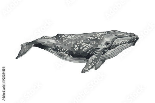 Humpback Whale Swimming in Ocean Watercolor Illustration.