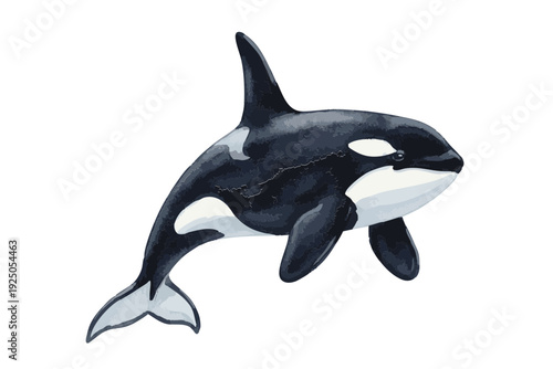 Majestic Killer Whale Swimming Gracefully in Ocean Waters.
