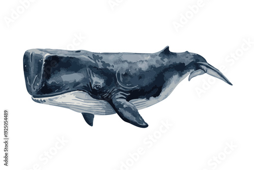Sperm Whale Illustration Isolated on White Background.