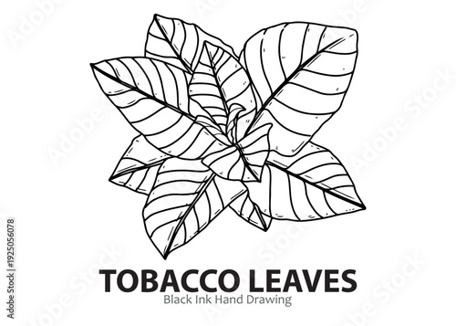 Hand-drawn black ink illustration of tobacco leaves, showing their distinct shape and veins, on a white background.