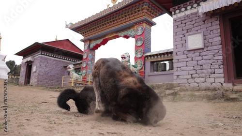 nepalese mountain dogs playing on the base camp trek