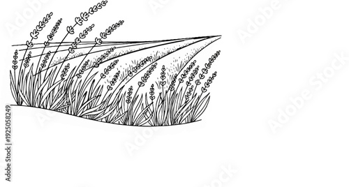 A black and white sketch of lavender plants in rows under a gentle slope