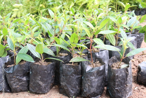 Melastoma malabathricum flower plant on nursery