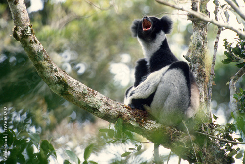 Critically endangered indris (Indri indri) giving its territorial call from a tree. Local name is babakoto. Threatened with extinction, it is the largest lemur