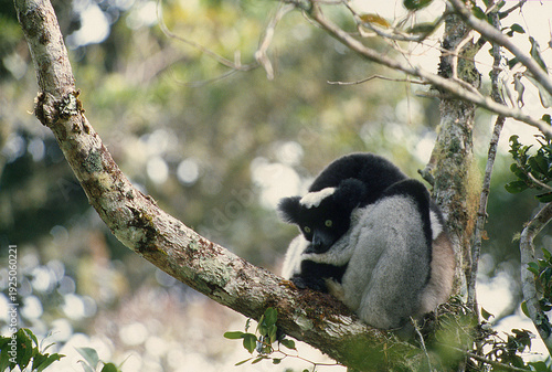 Critically endangered indri (Indri indri) resting in a tree. Local name is babakoto. Threatened with extinction, it is the largest lemur
