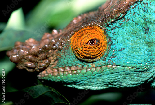 A male parson's chameleon, Callumma parsoniim. Near threatened with extinction