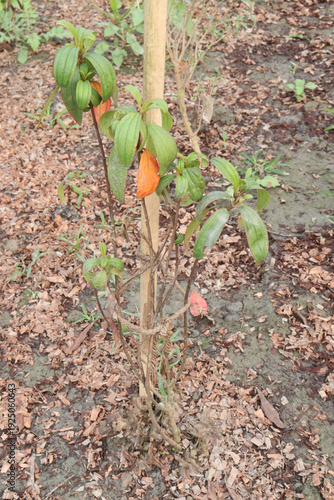 Melastoma malabathricum flower plant on nursery