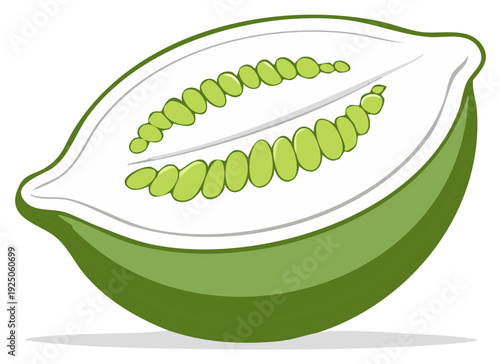 Sliced green melon half with visible seeds and pale white pulp inside vector illustration
