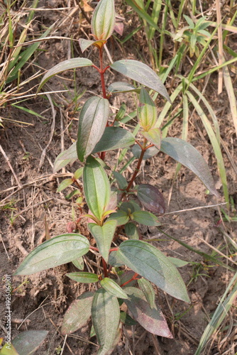 Melastoma malabathricum flower plant on nursery