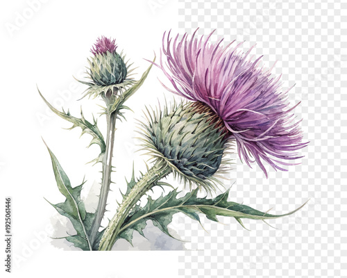 Foto Watercolor Thistle Flower Art, Spiky Wildflower Botanical, isolated on white bac