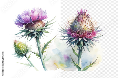 Purple Thistle Watercolor Bloom, Rustic Wild Botanical Illustration Isolated on White