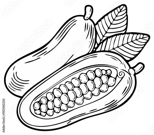 Hand-drawn illustration of a whole papaya and a halved papaya revealing seeds and flesh