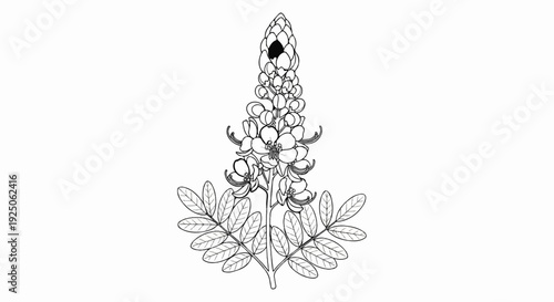 Delicate line art depicts a flowering plant with intricate details