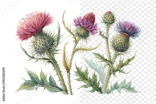 Watercolor Thistle Flower Art, Spiky Wildflower Botanical, vector illustration isolated on white background