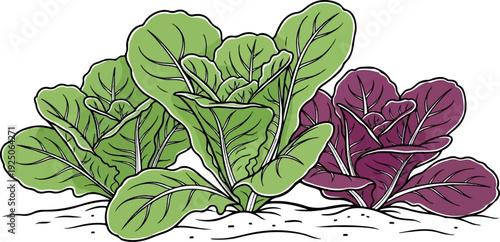 Colorful leafy greens with distinct veins grow from sandy soil