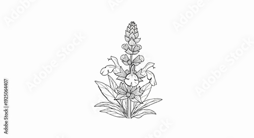 An ornate botanical illustration of a flowering plant with multiple blooms