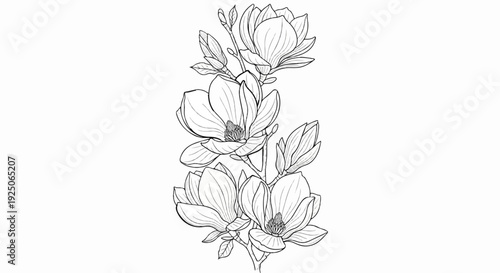 Elegant sketch of a magnolia branch with blooming flowers and buds