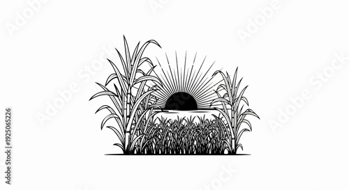 Sugarcane stalks and leaves frame a radiant sunrise over water