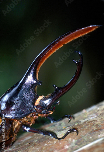 Hercules beetle, Dynastes hercules