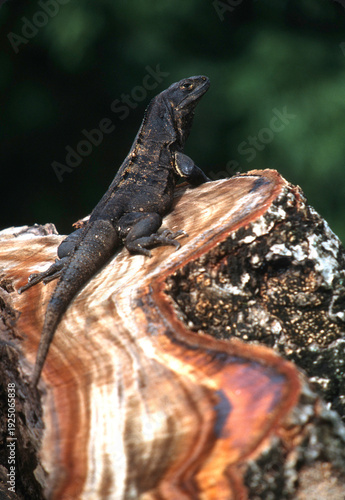 Black Spiny-tailed Iguana (Ctenosaura similis) in Costa Rica	