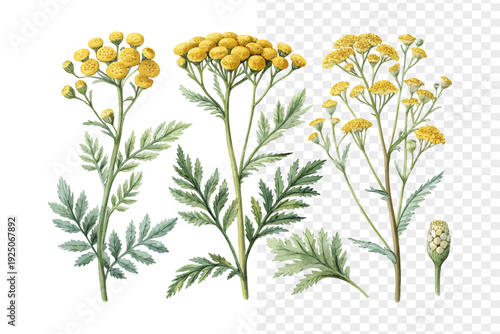 Watercolor Tansy Blossom, Bright Summer Wildflower Vector Isolated on White