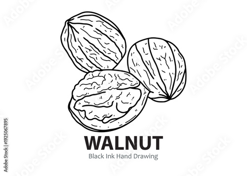 Detailed black ink hand drawing of walnuts, featuring whole nuts in their shells and one cracked open to reveal the edible kernel.
