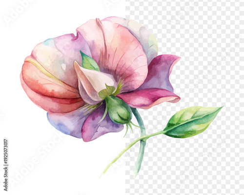 Watercolor Sweet Pea Flower Illustration, Delicate Floral Art, isolated on white background