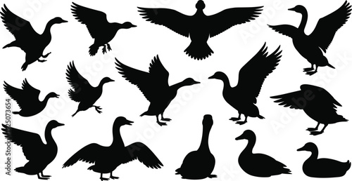 Black duck silhouettes set with flying swimming and standing poses, waterfowl bird collection, cad drawing flat vector illustration, nature wildlife pond life
